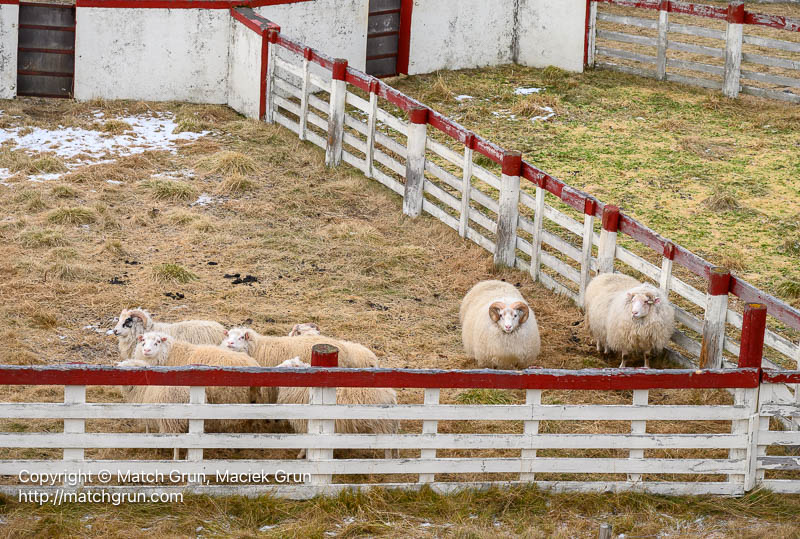 3085-0037-Holding-Pen-With-Sheep-Iceland