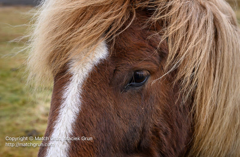 3103-0003-Iceland-Horse-Portrait-Alftafjordur-No-1