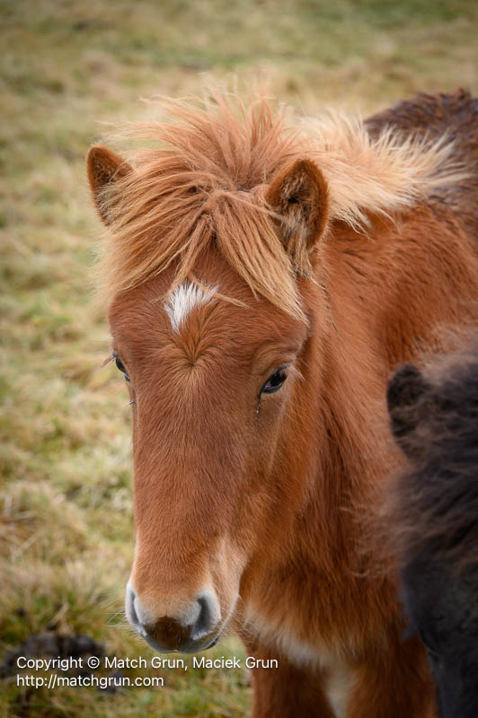 3103-0010-Iceland-Horse-Foal-Alftafjordur