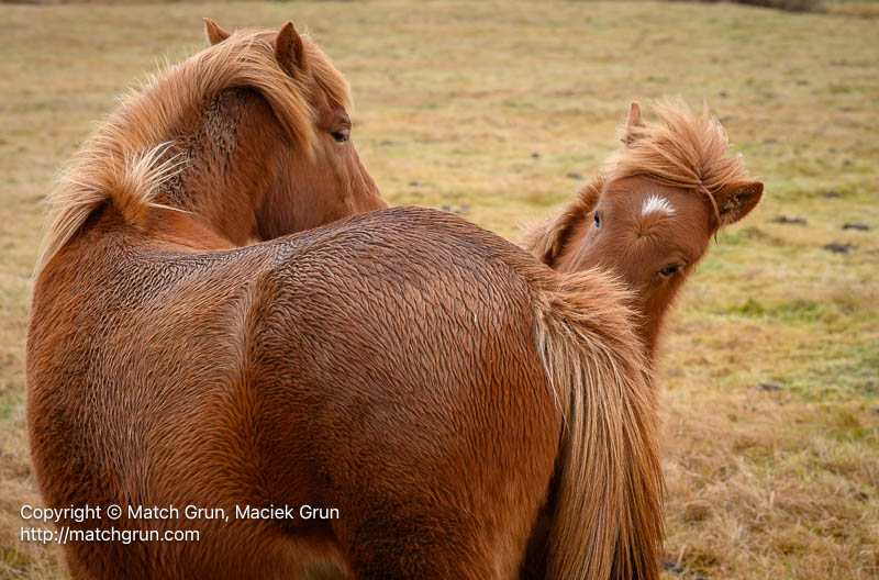 3103-0022-Iceland-Horse-Mother-And-Foal-Alftafjordur