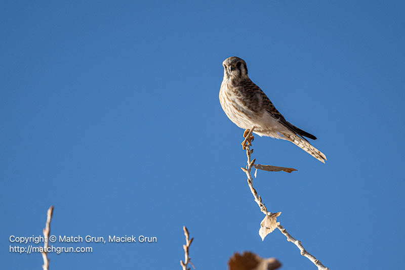 3134-0002-American-Kestrel-Bosque-Del-Apache-2024