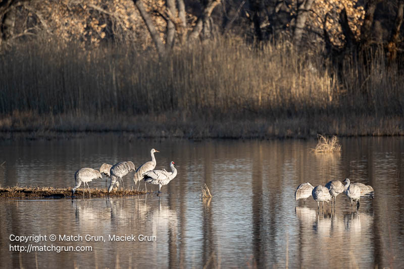 3135-0014-Sandhill-Cranes-At-Pond-Sunrise-Bosque-Del-Apache-2024