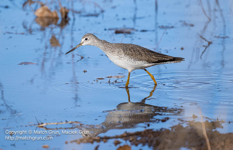 3135-0051-Greater-Yellowlegs-2024