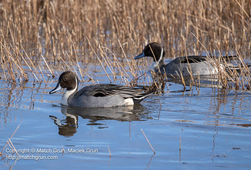 3135-0062-Pair-Of-Northern-Pintail-Males-2024