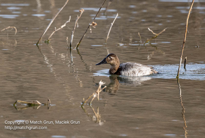 3135-0082-Female-Canvasback-2024