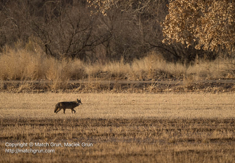 3135-0119-Coyote-Bosque-Del-Apache