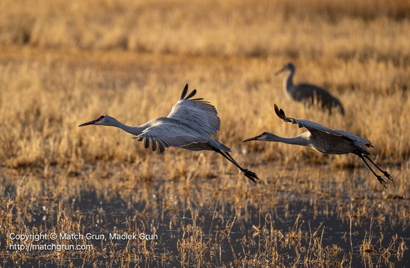 Sandhill Crane Silhouette, Bosque del Apache, 2024.