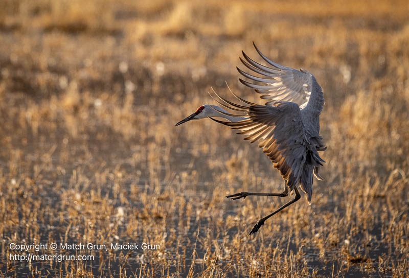 3135-0128-Sandhill-Crane-Landing-Bosque-Del-Apache