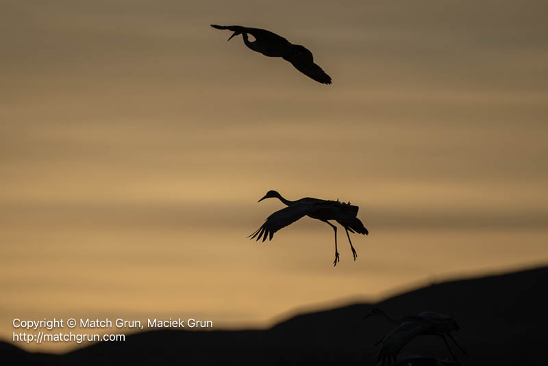 3135-0159-Sandhill-Crane-Silhouette-Bosque-Del-Apache-2024