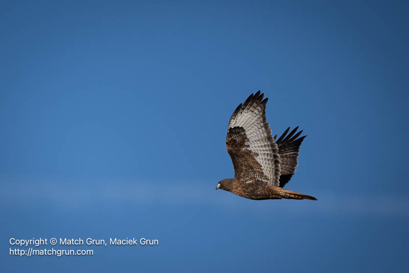 3136-0024-Red-Tailed-Hawk-In-Flight