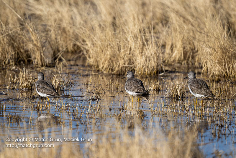 3136-0037-Three-Greater-Yellowlegs-Bosque-Del-Apache-2024