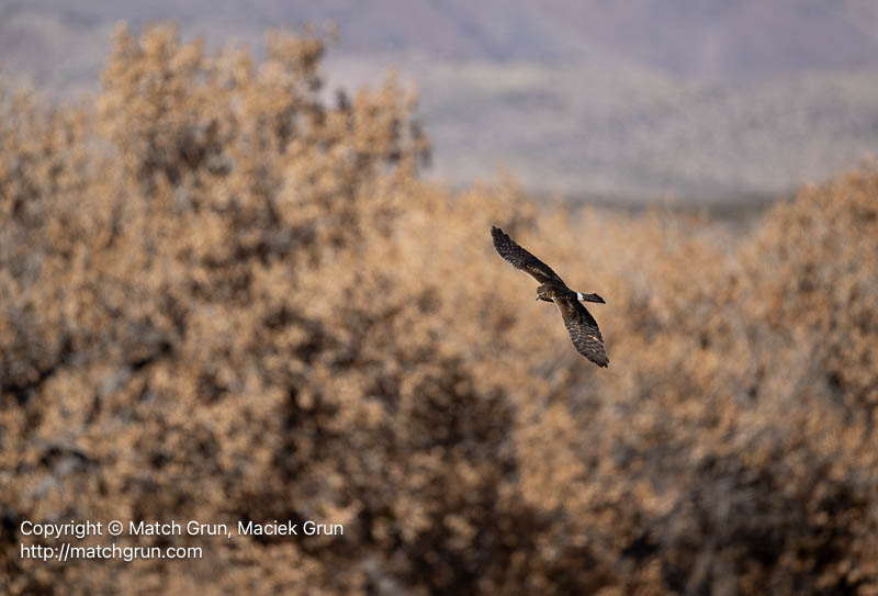 3136-0044-Northern-Harrier-Hunting