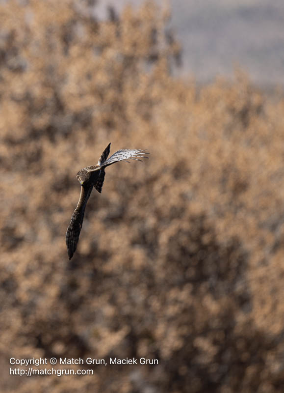 3136-0045-Northern-Harrier-Diving-No-1