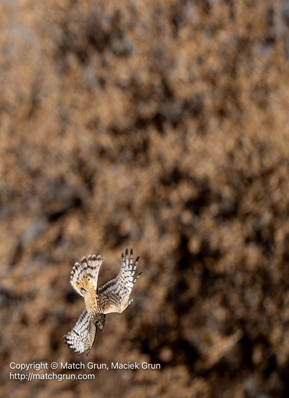 3136-0046-Northern-Harrier-Diving-No-2