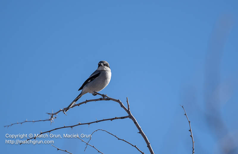 3136-0065-Northern-Shrike-Perched-Bosque-Del-Apache