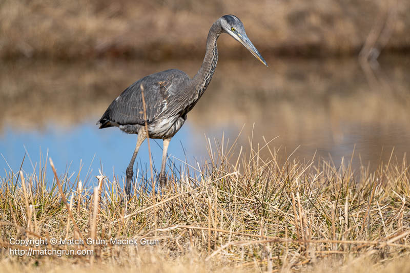 3136-0070-Immature-Great-Blue-Heron