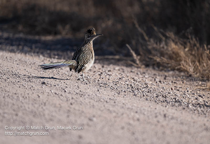 3136-0085-Road-Runner-Bosque-Del-Apache