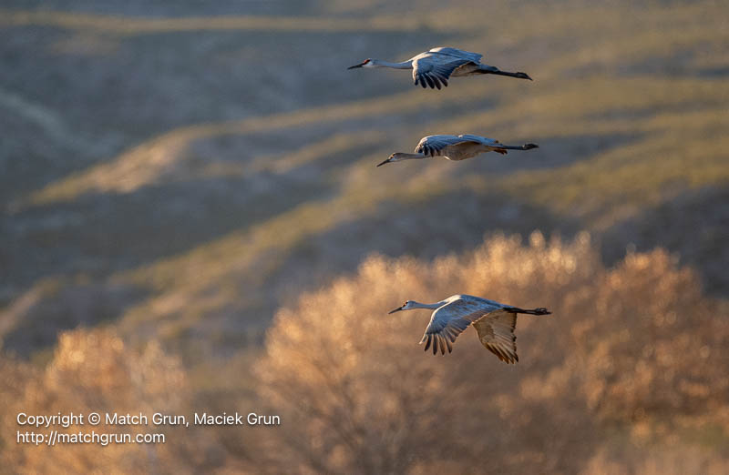 3136-0112-Sandhill-Crane-Family-Returning-At-Sunset