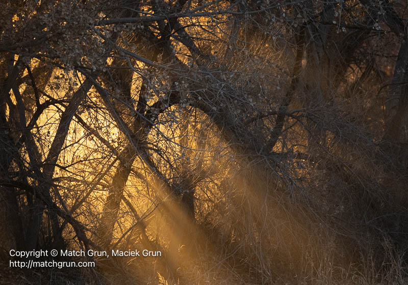 3136-0137-Sunlight-Streaming-Through-Bushes-And-Trees