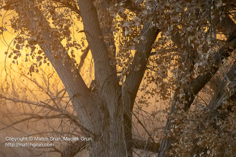 3136-0146-Sunset-Glow-Behind-The-Trees