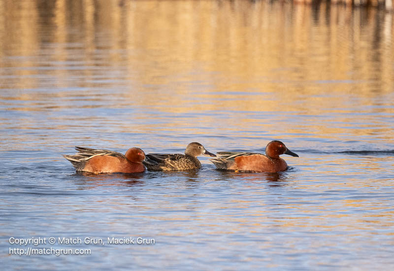 3166-0038-Cinnamon-Teal-Group-No-2