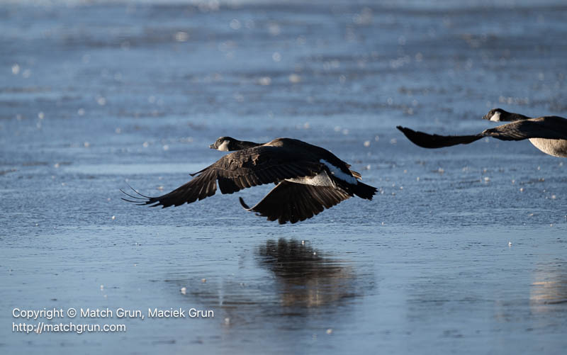 3167-0013-Pair-Of-Canada-Geese-Taking-Off