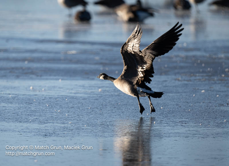 3167-0015-Canada-Goose-Take-Off-From-Ice