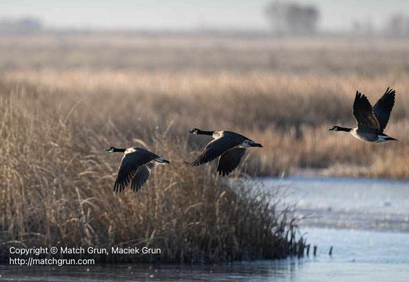 3167-0036-Canada-Geese-Family-In-Flight-Over-Marshes