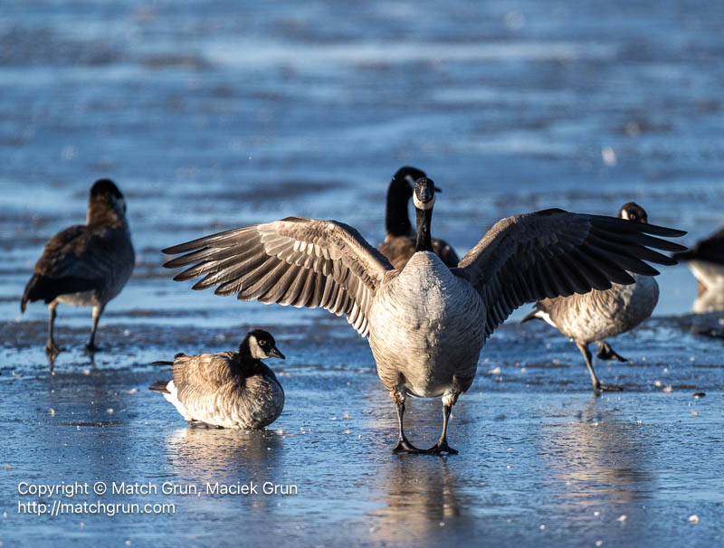 3167-0040-Canada-Goose-Spreading-Wings-Monte-Vista