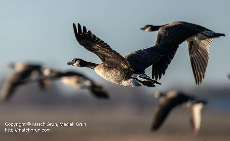 3167-0036-Canada-Geese-Family-In-Flight-Over-Marshes