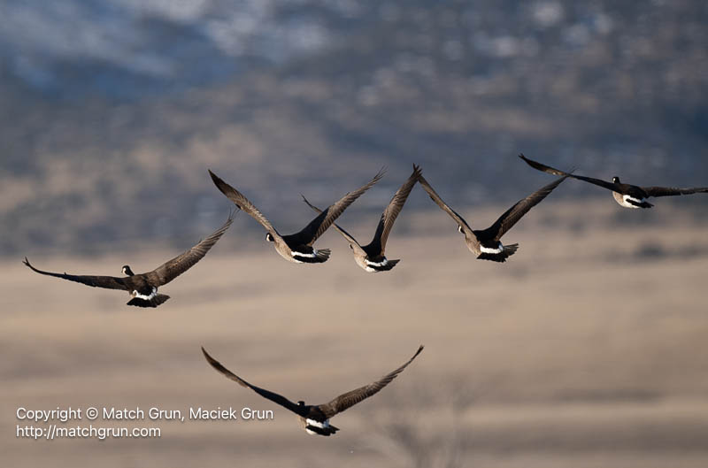 3167-0077-Canada-Geese-Group-In-Flight-Monte-Vista