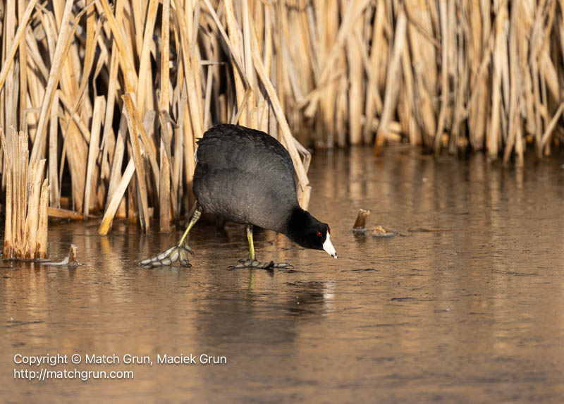 3167-0104-American-Coot-On-Ice-No-1