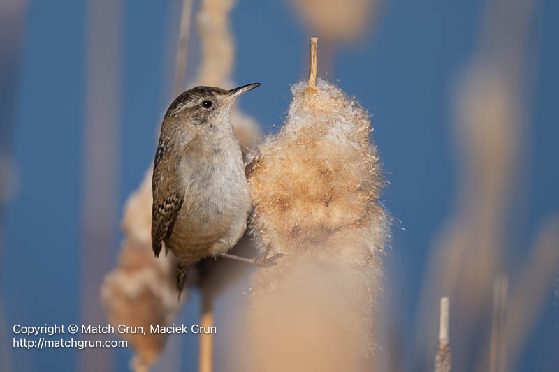 3167-0155-Marsh-Wren-On-Cat-Tails-Monte-Vista