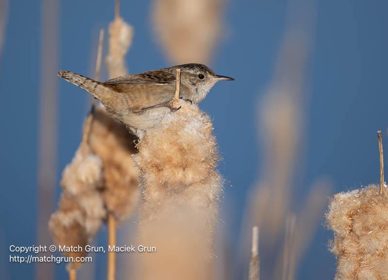 3167-0158-Marsh-Wren-On-Cat-Tails-Monte-Vista-No-2