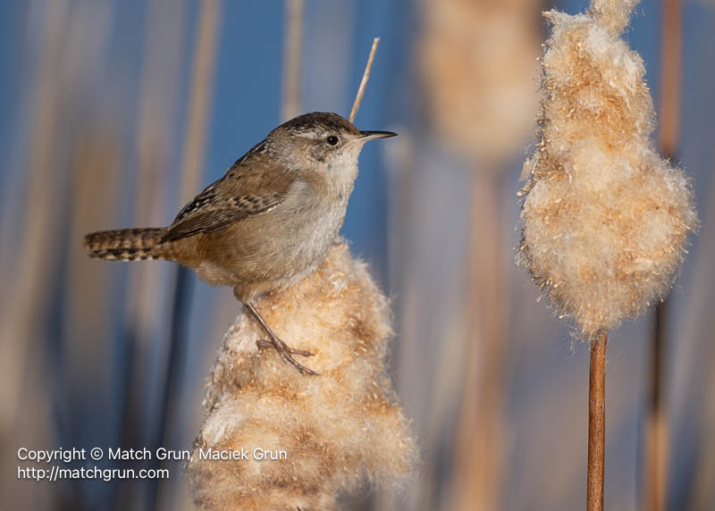 3167-0177-Marsh-Wren-On-Cat-Tails-Monte-Vista-No-3