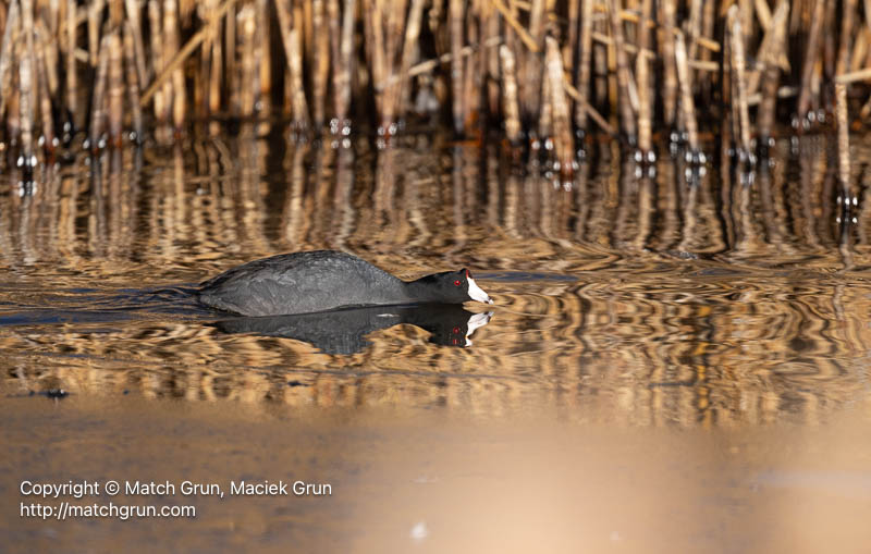 3167-0197-American-Coot-Swimming-Monte-Vista