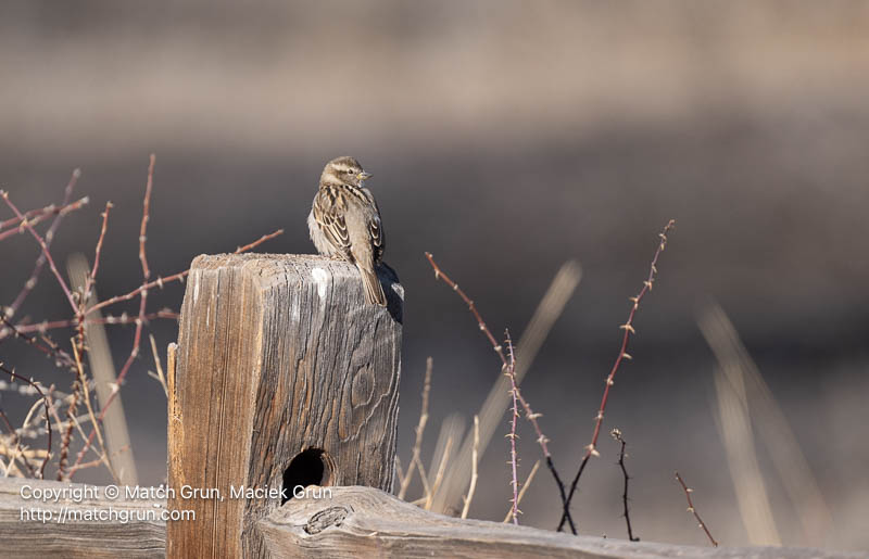 3167-0269-House-Sparrow-Monte-Vista-No-1