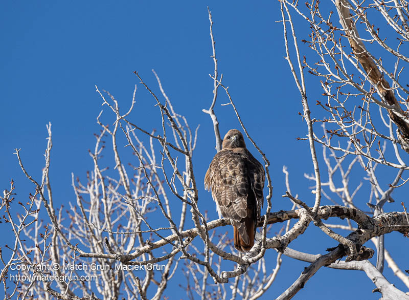 3167-0282-Red-Tailed-Hawk-Close-To-Nest-Monte-Vista