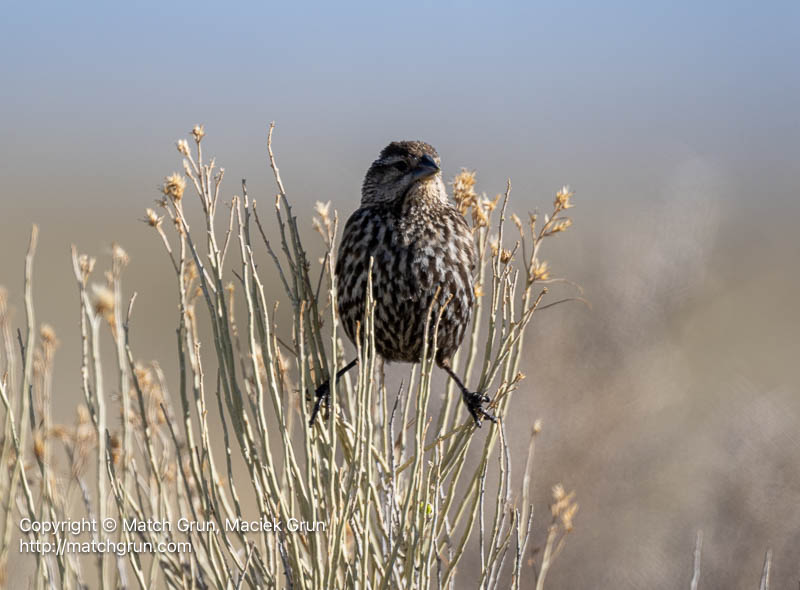 3167-0324-Female-Red-Winged-Blackbird-Perched-Monte-Vista