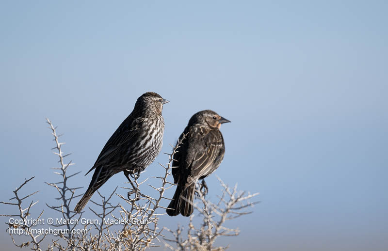 3167-0329-Pair-Of-Female-Red-Winged-Blackbirds