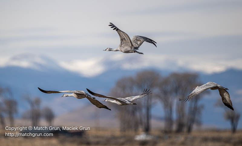 3167-0363-Sandhill-Crane-Family-Group-Leaving