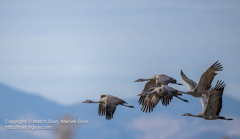 3167-0385-Sandhill-Crane-Group-In-Flight-Monte-Vista