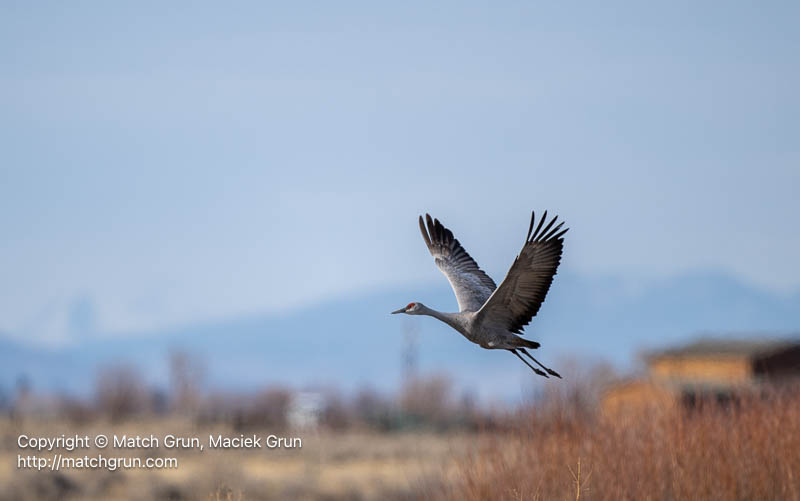 3167-0386-Single-Sandhill-Crane-Leaving-To-Join-Rest-Of-Flock