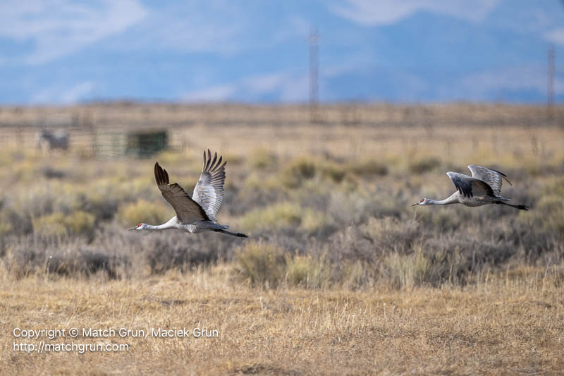 3167-0396-Sandhill-Crane-Pair-Taking-Flight-Monte-Vista