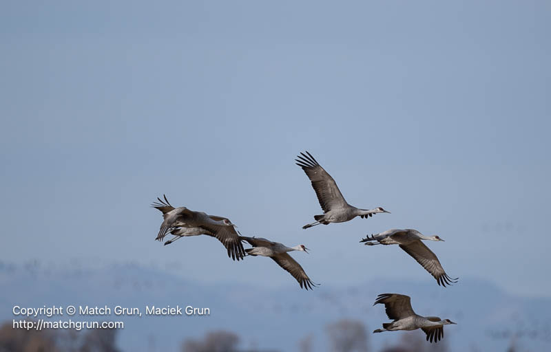 3167-0459-Sandhill-Cranes-Another-Group-Leaving