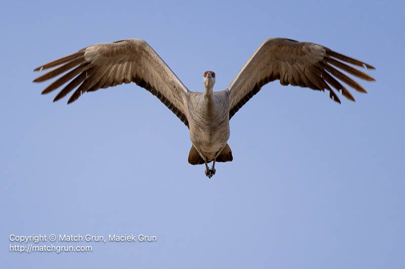 3167-0476-Sandhill-Crane-Flying-Towards-Me