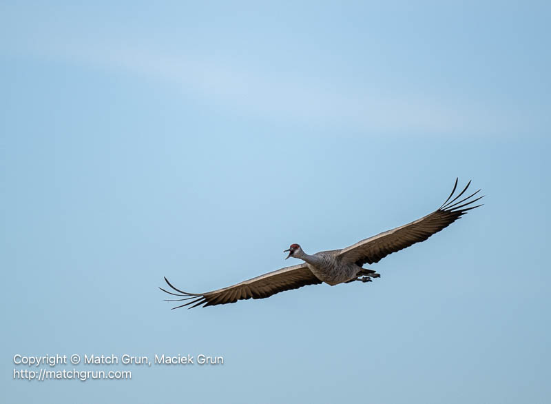 3167-0500-Chatty-Sandhill-Crane-No-2