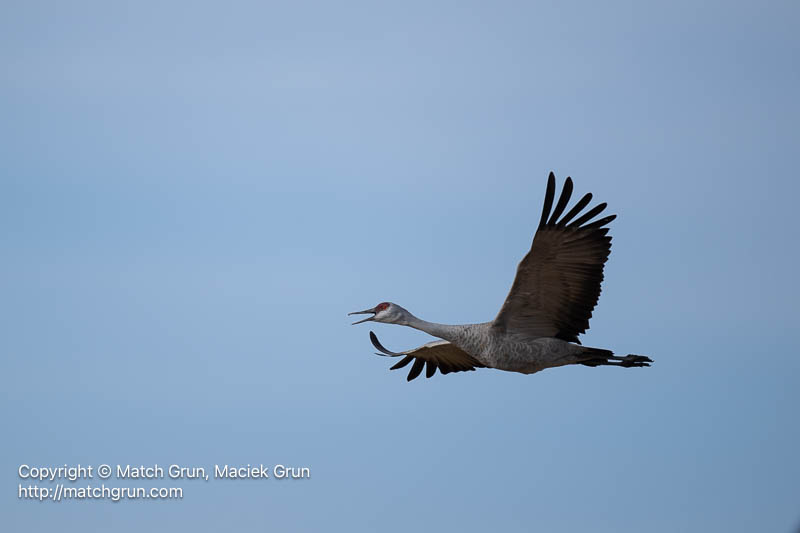 3167-0510-Chatty-Sandhill-Crane-No-3