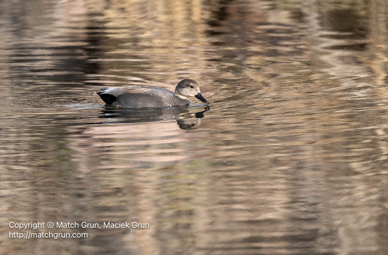 3174-0011-Gadwall-On-The-South-Platte-River