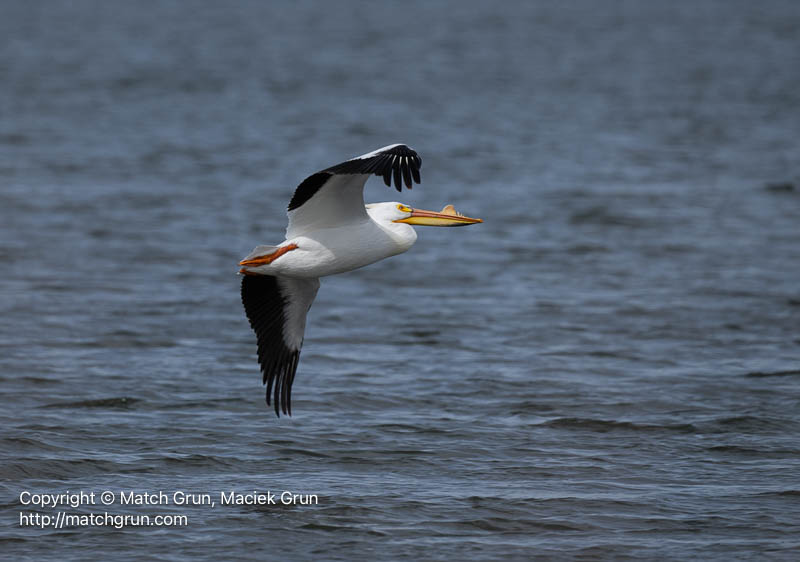3175-0014-Pelican-In-Flight-Over-Cherry-Creek-Reservoir